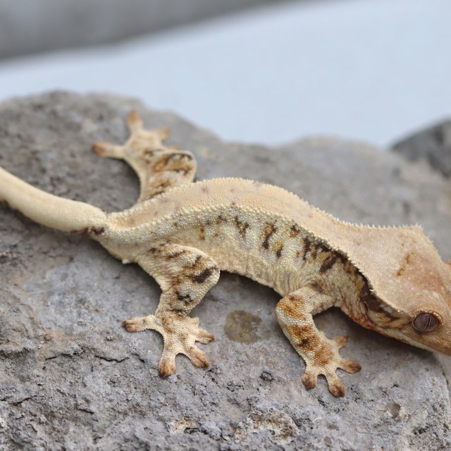 릴리화이트 100%헷초초