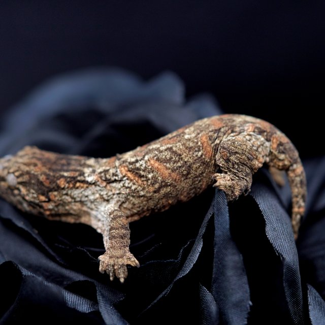 Friedel Harkito Red bar Het melanistic Koghis