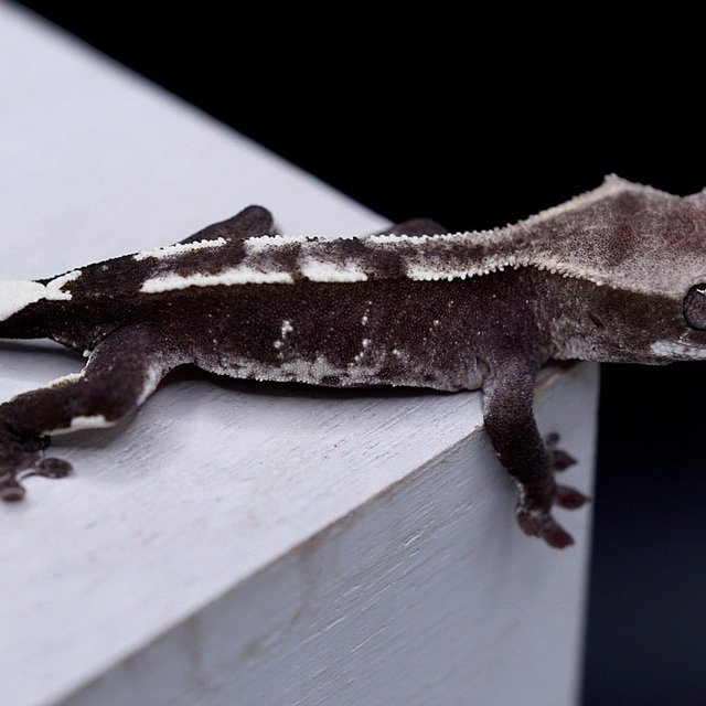 Axanthic