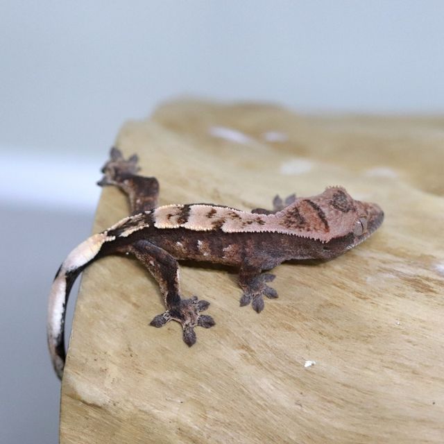 세이블