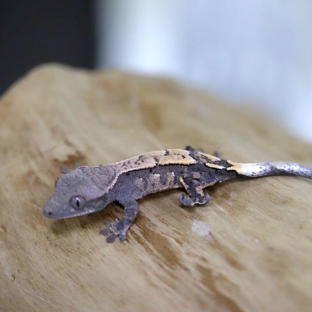 세이블