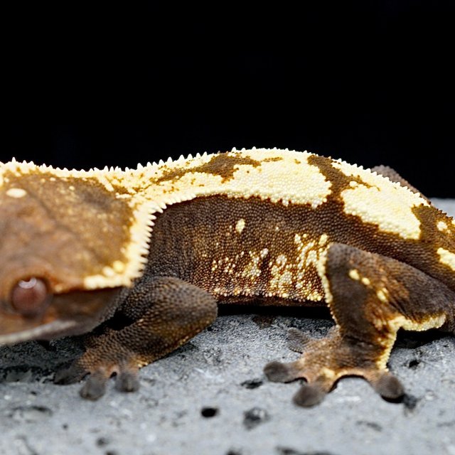 Sable