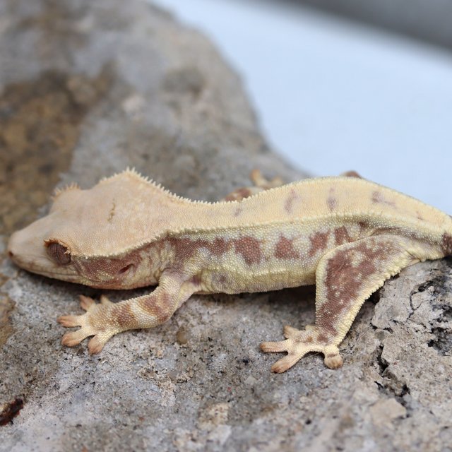 릴리화이트 100%헷초초