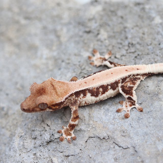 릴리화이트 100%헷초초