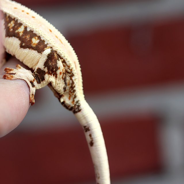 릴리화이트 100%헷초초