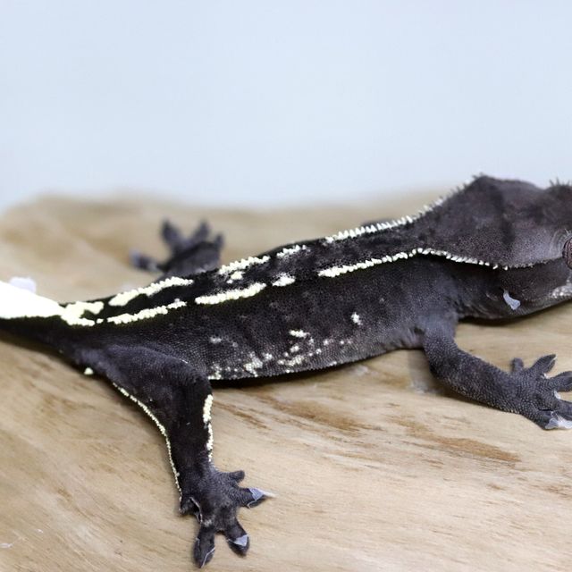 아잔틱