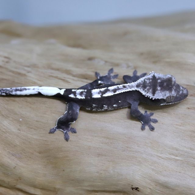 아잔틱