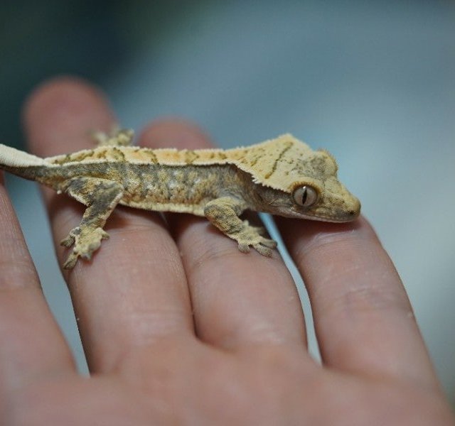 Normal