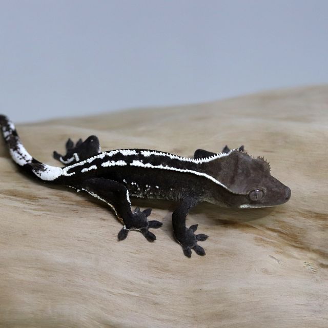 아잔틱