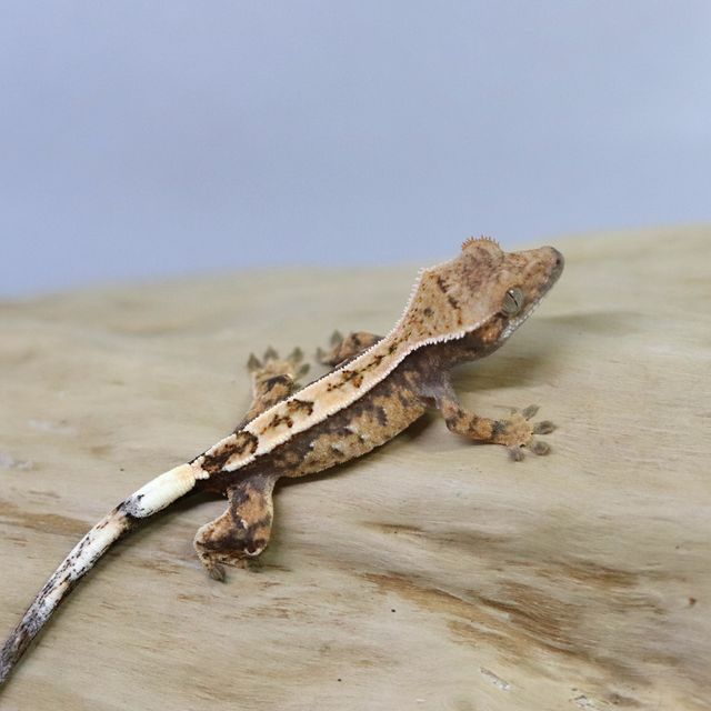 세이블