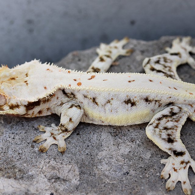 Lilly 100% Het Axanthic