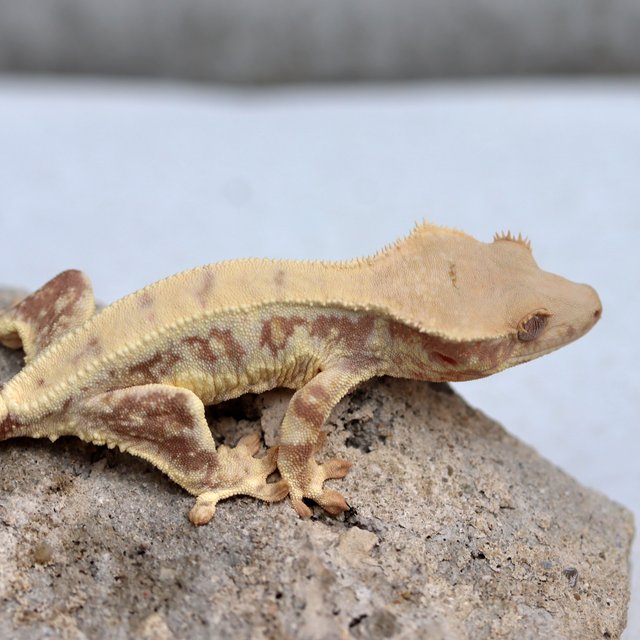 릴리화이트 100%헷초초