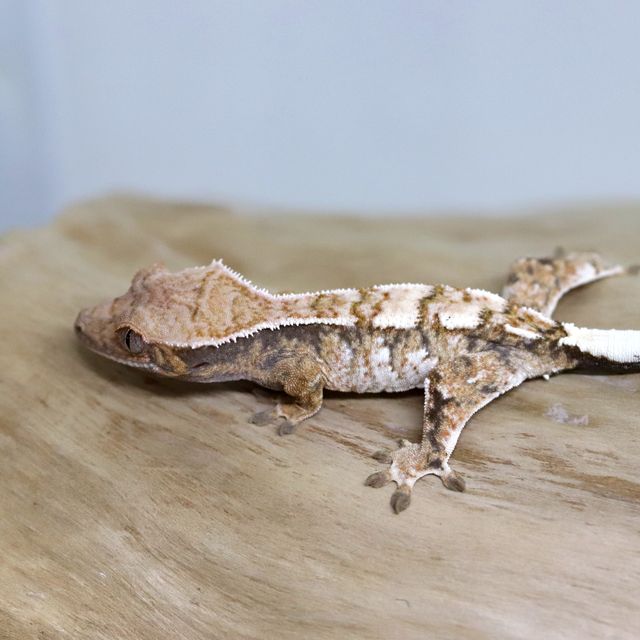 세이블