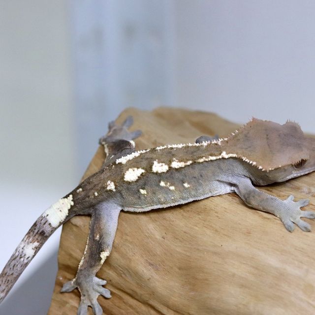 세이블