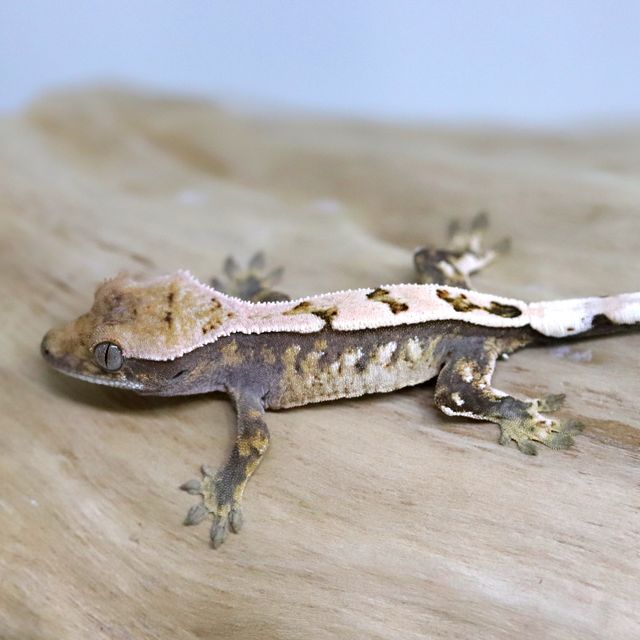 세이블