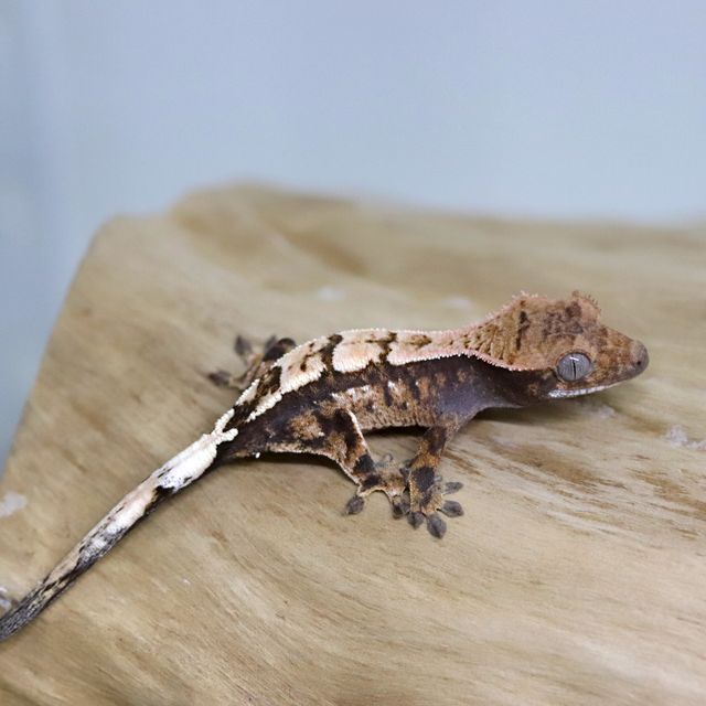 세이블