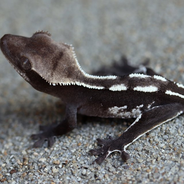 Axanthic
