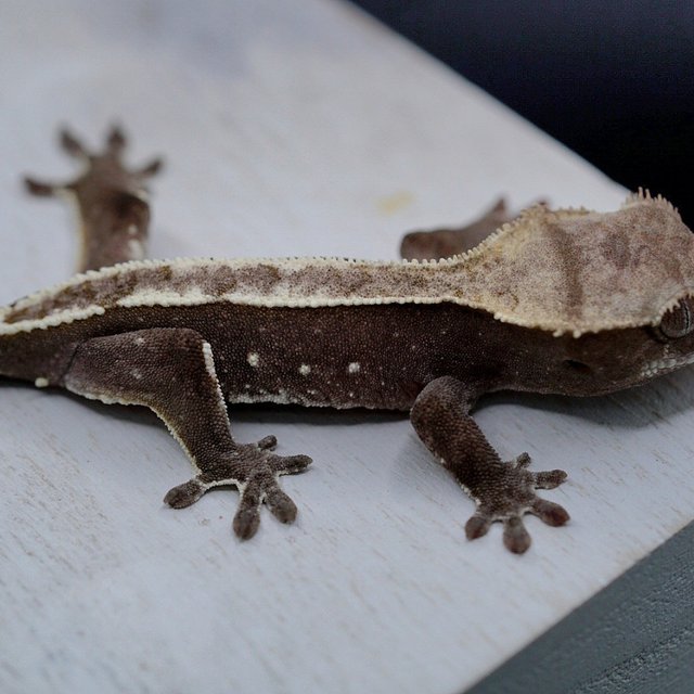 Axanthic