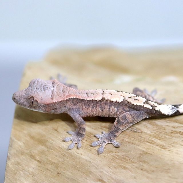 세이블