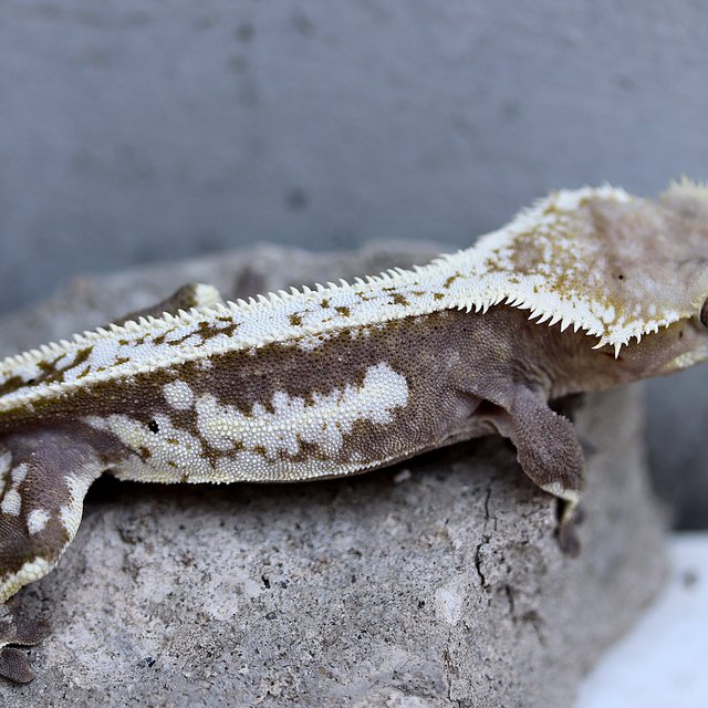 Axanthic