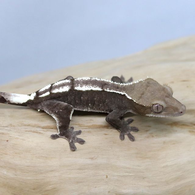 아잔틱