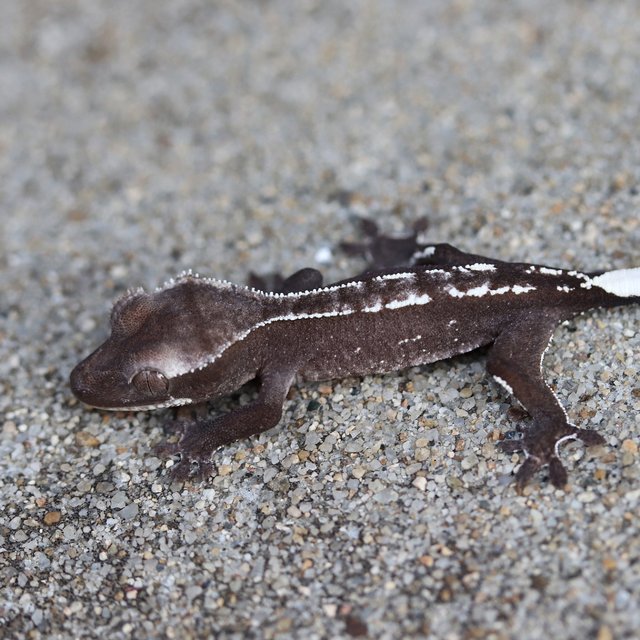 Axanthic