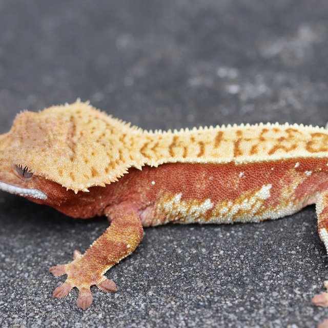 100% Het Axanthic