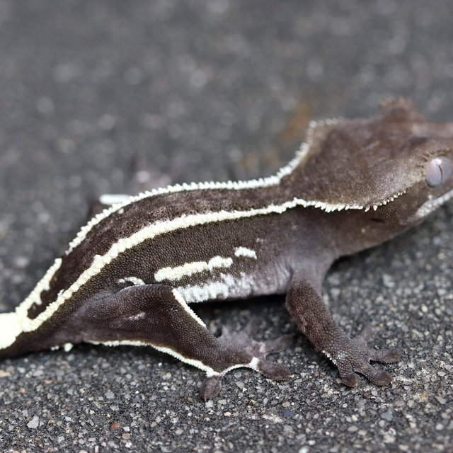 Axanthic