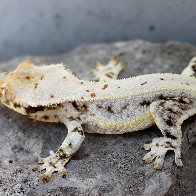 Lilly 100% Het Axanthic