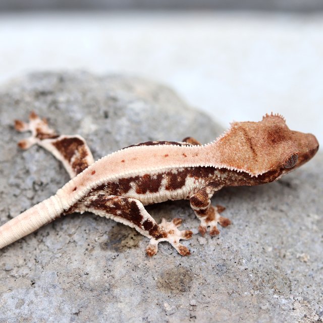 릴리화이트 100%헷초초