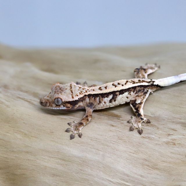 세이블