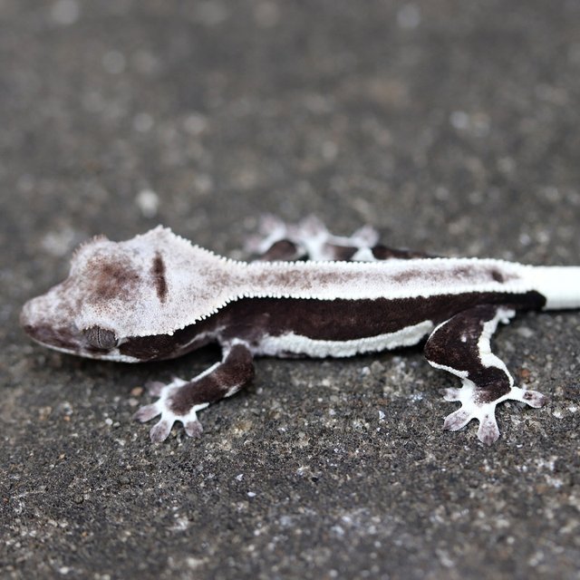 Axanthic