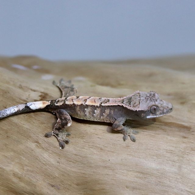 세이블