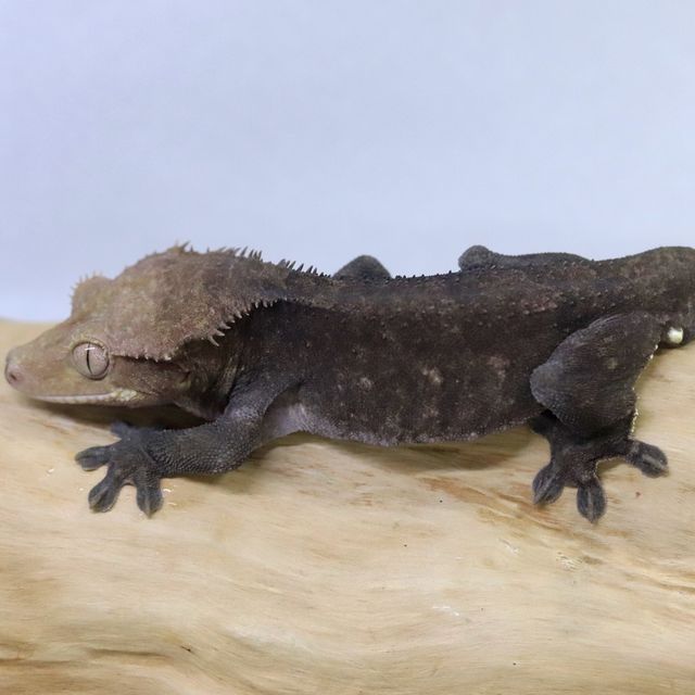 아잔틱