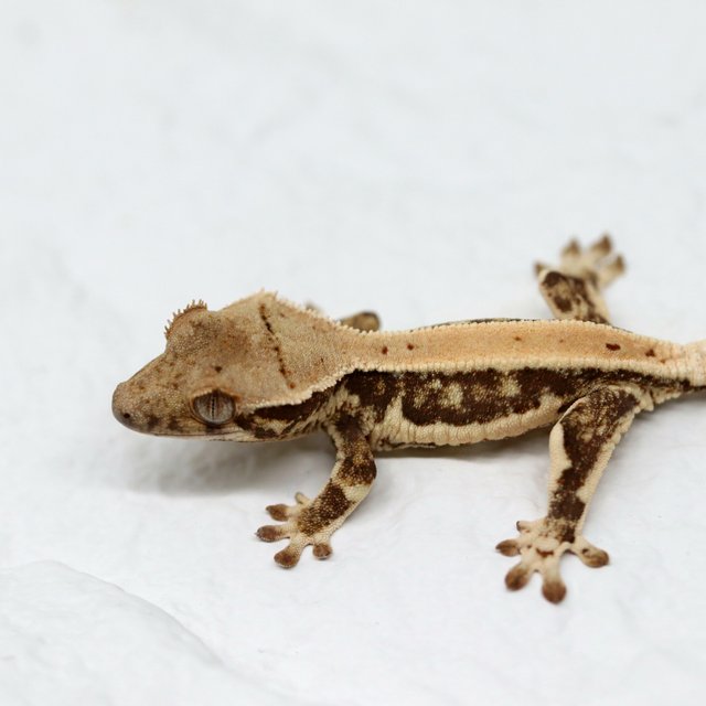 100%헷초초 릴리화이트