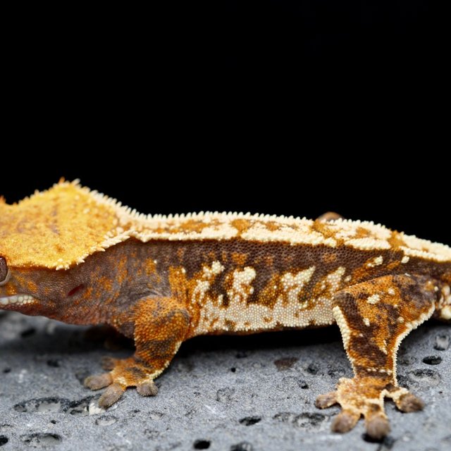 100% Het Axanthic