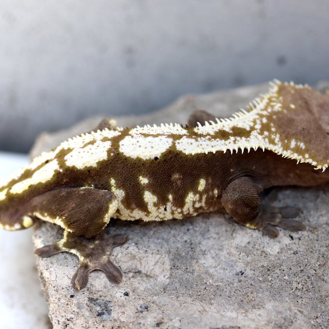 Axanthic