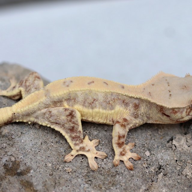 릴리화이트 100%헷초초