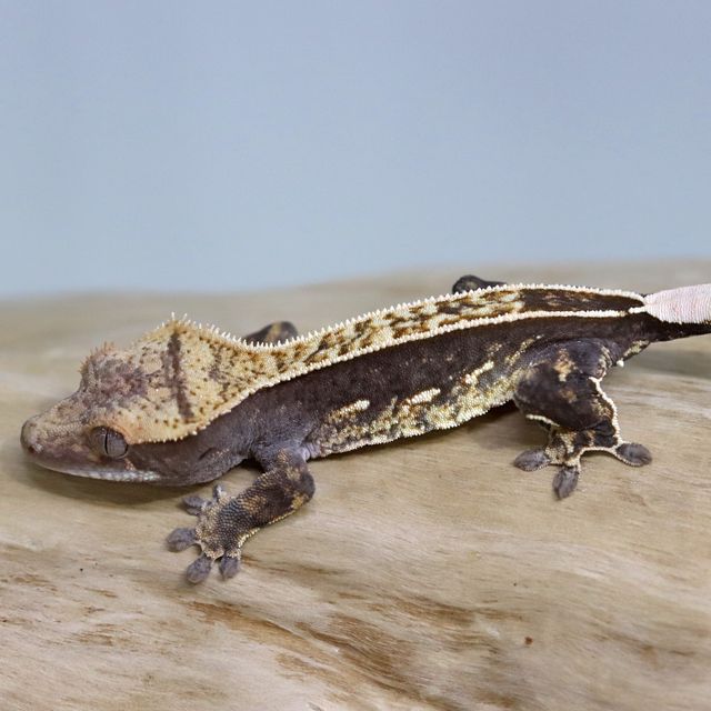 아잔틱