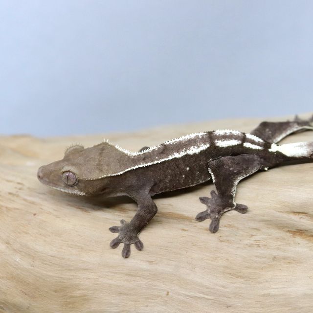 아잔틱