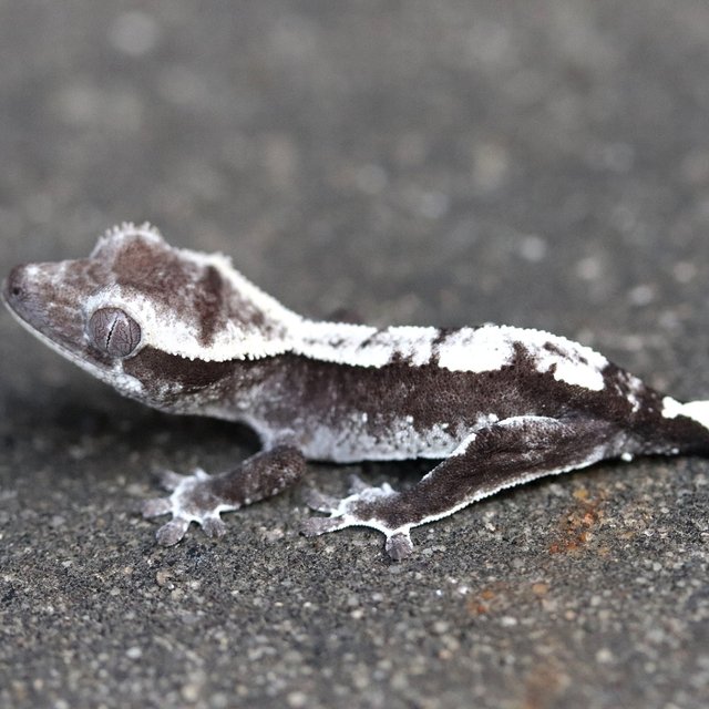 Axanthic