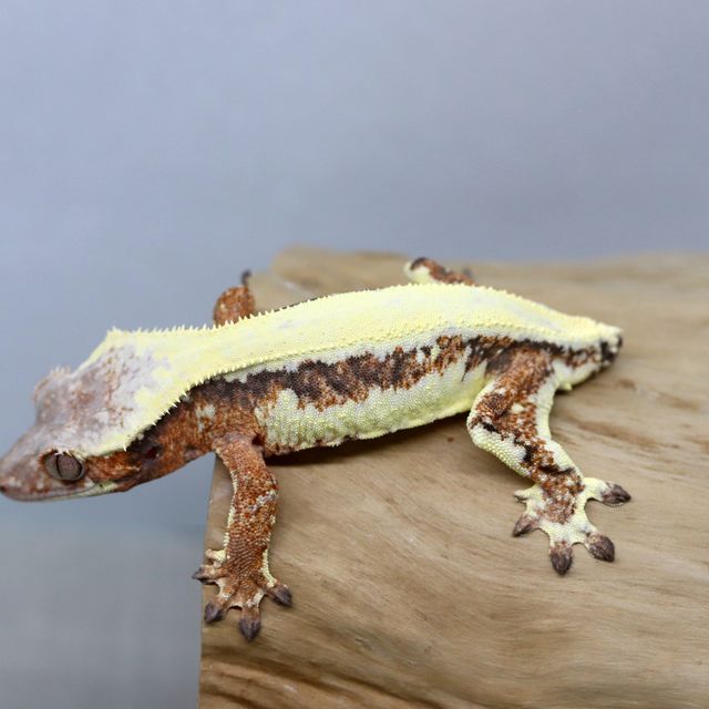 릴리 세이블