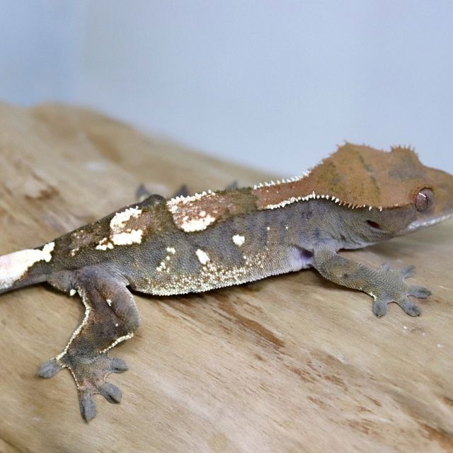 세이블