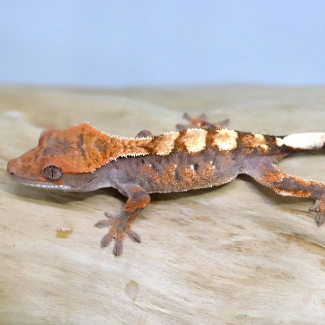 세이블