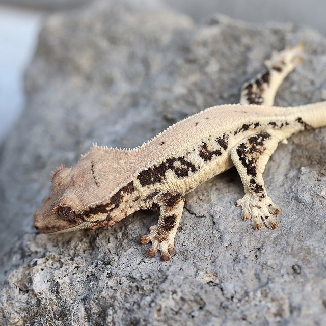 100%헷초초 릴리화이트