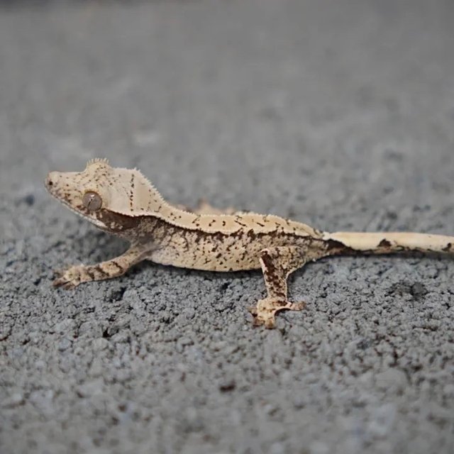 Sable