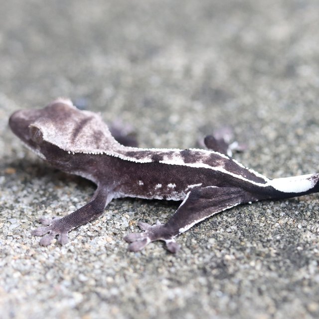 Axanthic