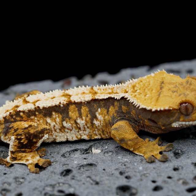 100% Het Axanthic