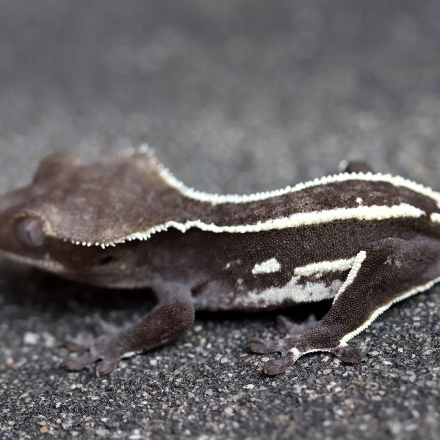Axanthic