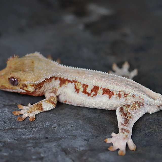 Lilly White 100% Het Chocho